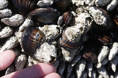 Semibalanus cariosus