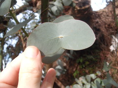 Eucalyptus perriniana