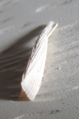 Diatraea