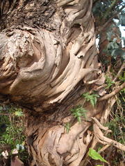 Eucalyptus perriniana