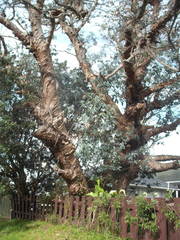 Eucalyptus perriniana