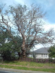 Eucalyptus perriniana