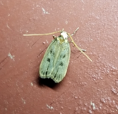 Martyringa latipennis