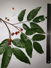 Mischocarpus exangulatus