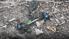 Phelotrupes auratus
