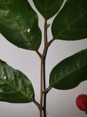 Mischocarpus exangulatus