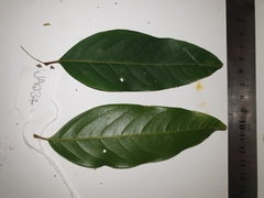 Mischocarpus exangulatus