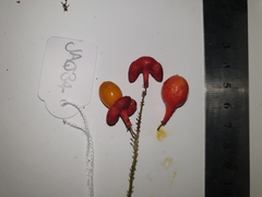 Mischocarpus exangulatus