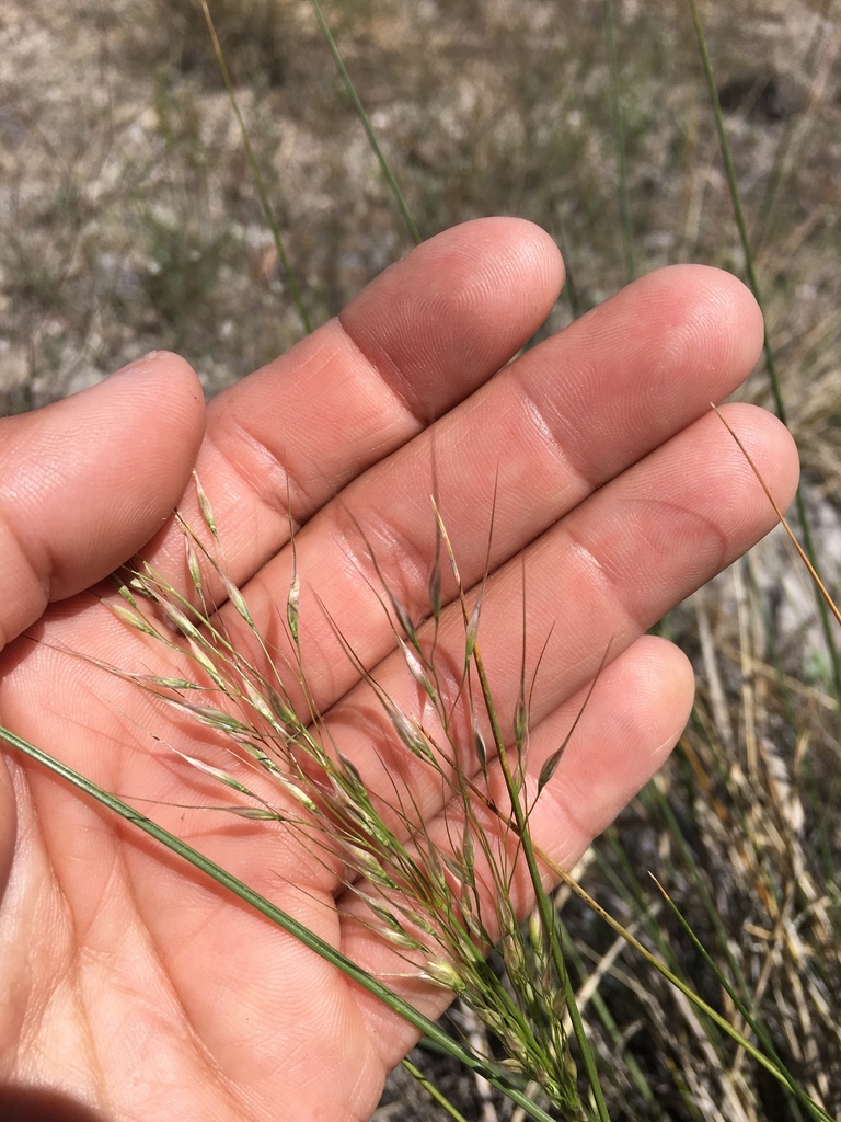 Bloomer's ricegrass