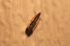 Dichomeris serrativittella