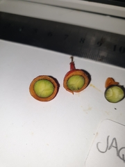 Mischocarpus exangulatus