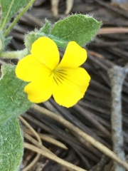 Viola tomentosa