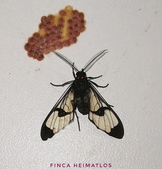 Saurita absona