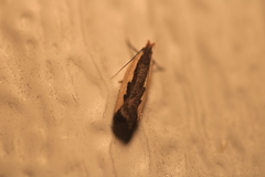 Dichomeris serrativittella