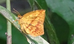 Tetragonus catamitus