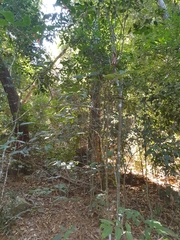 Mischocarpus exangulatus