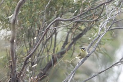 Lichenostomus cratitius