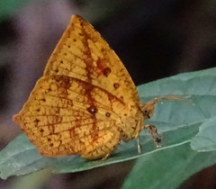 Tetragonus catamitus