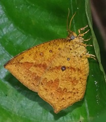 Tetragonus catamitus