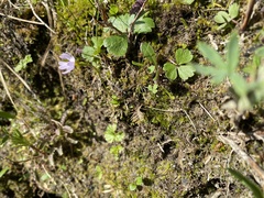 Primula mistassinica