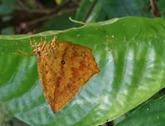 Tetragonus catamitus