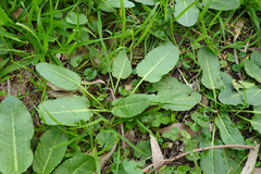 Jaborosa integrifolia