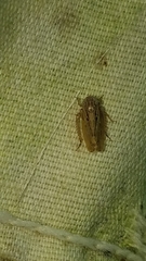 Amplicephalus osborni