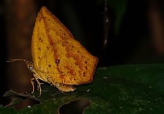 Tetragonus catamitus