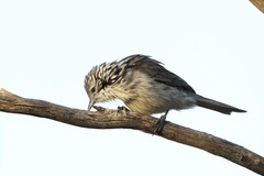 Plectorhyncha lanceolata