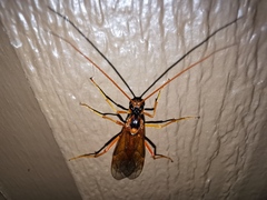 Opheltes glaucopterus barberi