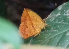 Tetragonus catamitus