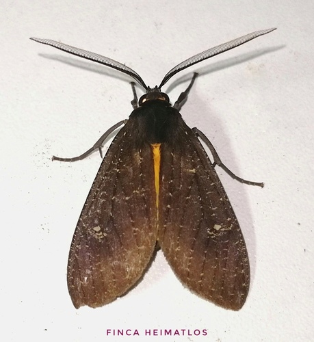 Sychesia dryas
