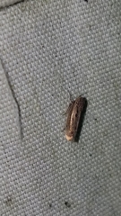 Amplicephalus osborni