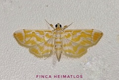 Leucochromodes