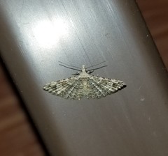 Alucita montana