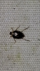 Peltodytes edentulus