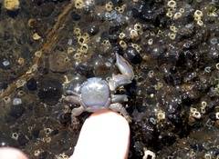 Petrolisthes cinctipes