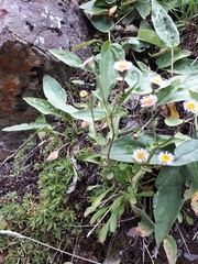Erigeron acris kamtschaticus