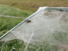 Trochosa niveopilosa