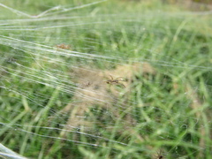 Trochosa niveopilosa