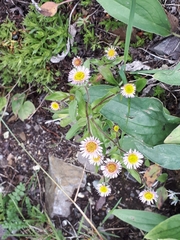 Erigeron acris kamtschaticus