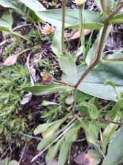 Erigeron acris kamtschaticus