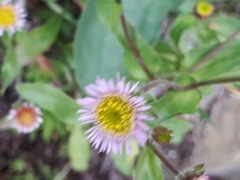 Erigeron acris kamtschaticus
