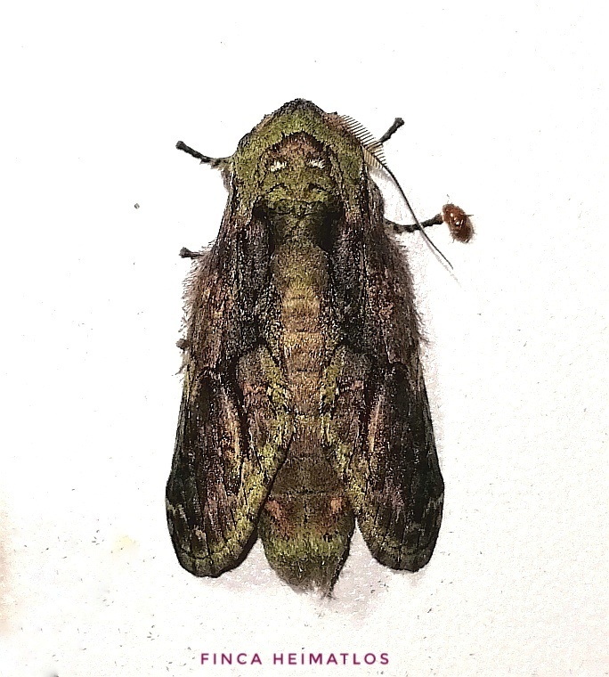 Heterocampa andradora