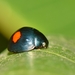 Montezuma Lady Beetle - Photo (c) Ignacio A. Rodríguez, some rights reserved (CC BY-NC-ND), uploaded by Ignacio A. Rodríguez