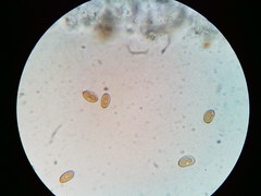 Pseudosperma friabile