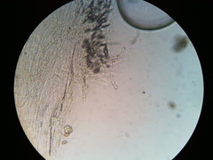 Pseudosperma friabile
