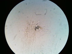 Pseudosperma friabile