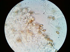 Pseudosperma friabile