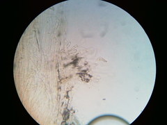 Pseudosperma friabile